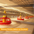 Qingdao Tianrui Automatic H Type Meat Broiler Chicken Cage for Sale